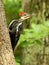 Male pileated woodpecker