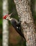 Male Pileated Woodpecker