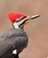 Male pileated woodpecker closeup