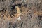 Male of Pin-tailed sandgrouse Pterocles alchata