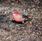 Male Pine Grosbeak