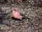 Male Pine Grosbeak