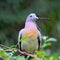 Male Pink-necked Green-Pigeon
