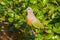 Male Pink-necked Green Pigeon