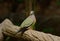Male Pink-necked Green-Pigeon (Treron vernans)
