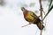 A male pink necked pigeon dove resting on a branch twig of a tree