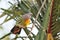 A male pink necked pigeon dove resting on a branch twig of a tree