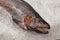 Male pink salmon on ice in supermarket. Front and top view. Humpback nose and predatory fish teeth