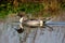 Male Pintail