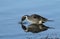 A Male Pintail Anas acuta feeding along the shoreline at the coast.