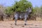 The male plains zebra, Equus quagga, Zimbabwe
