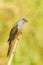 Male Plaintive Cuckoo