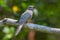 Male Plaintive Cuckoo(Cacomantis merulinus)