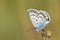 Male Plebejus idas , The Idas blue or northern blue butterfly on flower