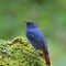 Male Plumbeous Redstart