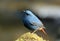 Male Plumbeous Redstart (Rhyacornis fuliginosa)