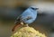 Male Plumbeous Redstart (Rhyacornis fuliginosa)