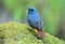 Male Plumbeous Redstart (Rhyacornis fuliginosa)