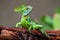 Male plumed basilisk Basiliscus plumifrons sitting on a log