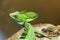 Male plumed basilisk Basiliscus plumifrons sitting on a stump