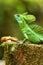 Male plumed basilisk Basiliscus plumifrons sitting on a stump