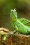 Male plumed basilisk Basiliscus plumifrons sitting on a stump