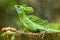 Male plumed basilisk Basiliscus plumifrons sitting on a stump