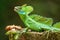 Male plumed basilisk sitting on a stump