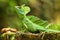 Male plumed basilisk sitting on a stump