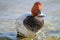 Male pochard duck