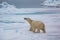 Male polar bear hold head high to sniff and hopefully find a prey