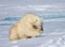 Male polar bear licking foot after eating