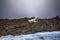 Male Polar bear lying on belly like man