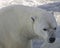 Male polar bear, Quebec - Canada