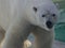 Male polar bear, Quebec - Canada