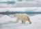 Male polar bear walking