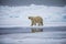 Male polar bear walks on melting ice flow near Spitsbergen