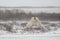 Male Polar Bears in Mock Sparring/Fighting Stance