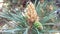 Male Pollen Cones and Female Cone Macro