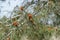 Male pollen cones on pine tree