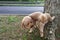 Male poodle dog pee on tree trunk to mark territory