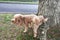 Male poodle dog pee on tree trunk to mark territory