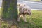 Male poodle urinating pee on tree trunk to mark territory