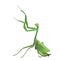 Male praying mantis - Macromantis ovalifolia