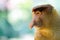 Male proboscis monkey