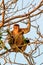 Male proboscis monkey barely staying awake