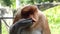 Male Proboscis monkey Nasalis larvatus itching nose in Labuk Bay, Sabah, Borneo, Malaysia