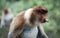 Male proboscis monkey in tropical mangrove forest