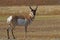 Male pronghorn