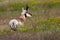 Male Pronghorn